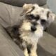 CKC MINI SCHNAUZER