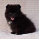 Fluffy Ball Black Pomeranian Puppy Male