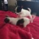 2 Chiuhauha Puppies