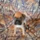 Boxers & more! Reputable 5 st Breeder of 23 years!