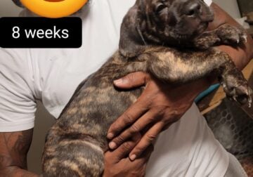 Cane corso Pups