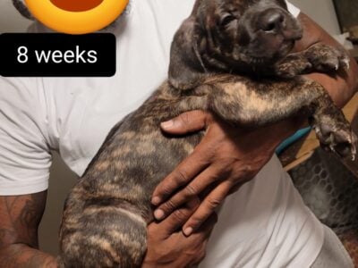 Cane corso Pups