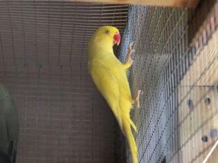 Indian Ringneck