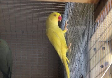 Indian Ringneck
