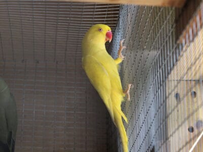 Indian Ringneck