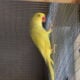Indian Ringneck