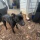 Meet Dakota – A Loyal and Playful Companion!
