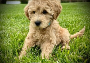 “Zoe” Female Mini Goldendoodle