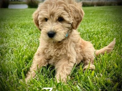 “Zoe” Female Mini Goldendoodle