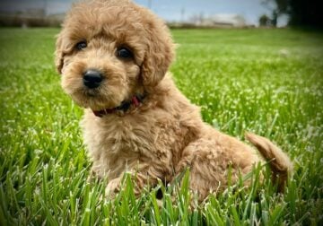 “Lizzy” Female Mini Goldendoodle