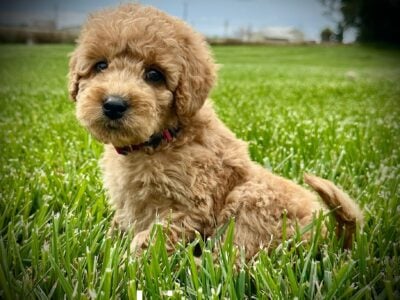 “Lizzy” Female Mini Goldendoodle