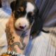 Pitbull/Mini Dashound puppies