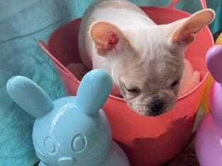 Okie Frenchie Female