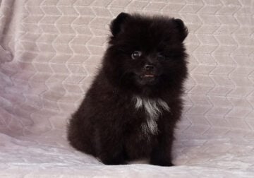Fluffy Ball Black Pomeranian Puppy Male