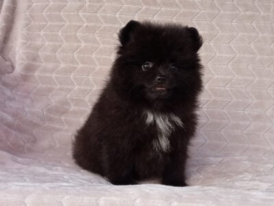 Fluffy Ball Black Pomeranian Puppy Male