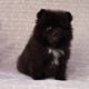 Fluffy Ball Black Pomeranian Puppy Male