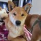2 Female Shiba Inus