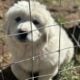 Great Pyrenees