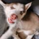 AKC Registered Siberian Husky Pups