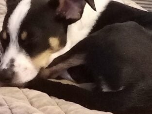 Australian cattle dog