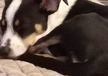 Australian cattle dog