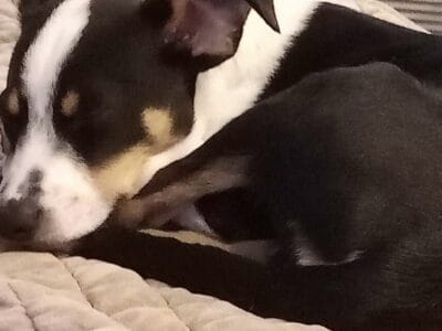 Australian cattle dog