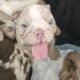 English Bulldog Lilac Tri Merle