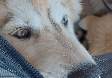 AKC Siberian Husky Karlach