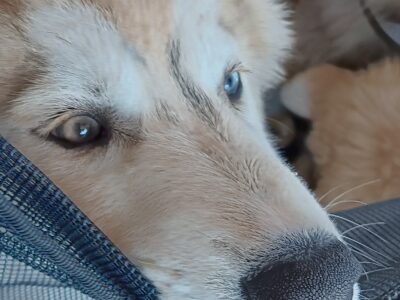 AKC Siberian Husky Karlach