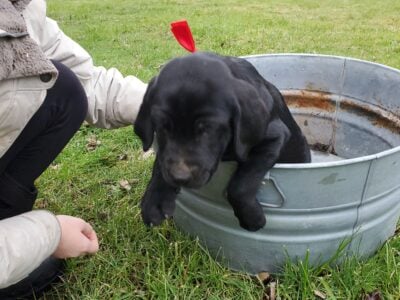 Chocolate Lab and Golden Retriever