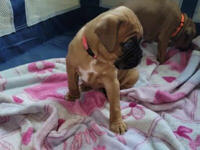 BOXER PUPPIES born February 23rd 2025
