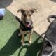 Cute puppy for adoption