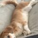 Urgent Rehoming