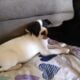 for sale american staff mixed with rat terrier