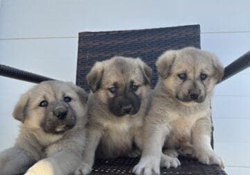Anatolian Shepherd pups