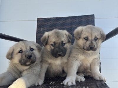 Anatolian Shepherd pups