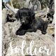 Labradoodle Puppies