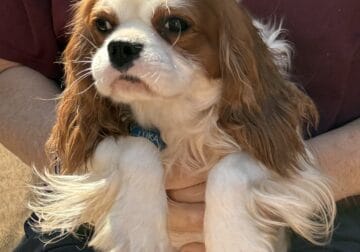 AKC Cavalier King Charles Spaniel