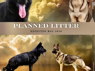 Von WestLynn German Shepherds