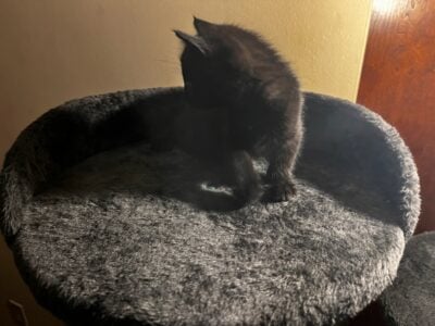 5 beautiful kittens for sale