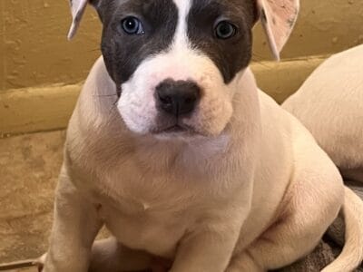 Blue Nose Rottweiler Mix Puppies