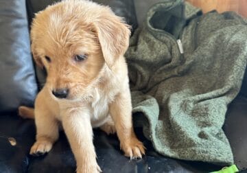 Available now 6weeks old