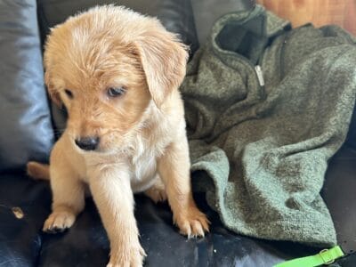 Available now 6weeks old