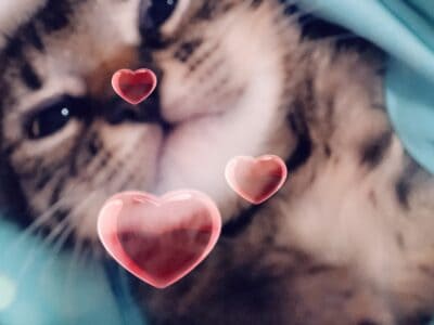 Searching for 100% free baby kitten