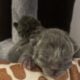 Free cats