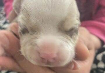 Micro American Bully puppy