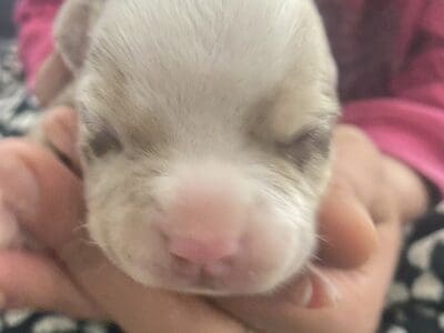 Micro American Bully puppy
