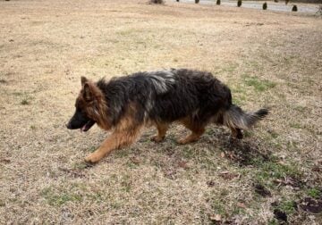 German Shepherd AKC Registered