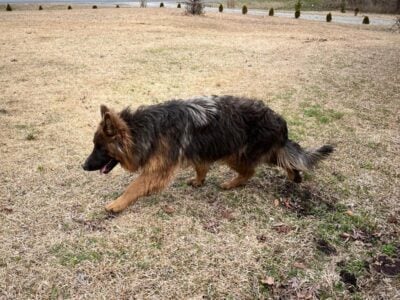 German Shepherd AKC Registered