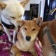 2 Female Shiba Inus